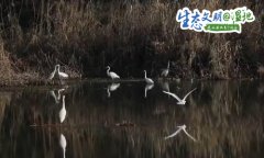 【生态文明@湿地】陕西多地候鸟起舞 冬日美景生机盎然
