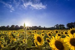 人造向日葵高效收集太阳能